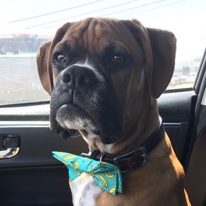 Meet your Posher, Robert